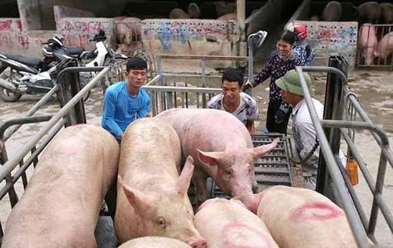 Giá lợn hơi hôm nay 4/10: Thịt lợn hơi giá 70.000 - 80.000 đồng/kg là hợp lý? - Ảnh 1
