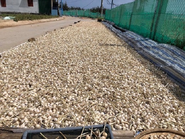Quảng Ngãi: Lý Sơn tồn đọng 1.500 tấn tỏi khô vì dịch Covid-19 - Ảnh 1