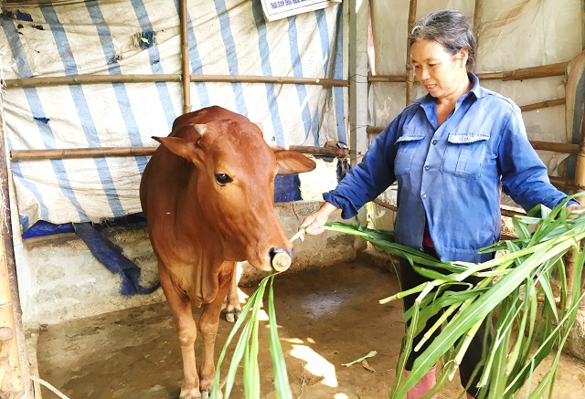 Phát triển đàn bò ở xã đảo Minh Châu - Ảnh 1