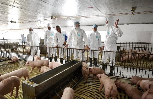 Bảo đảm nguồn cung thịt lợn: Quyết liệt các giải pháp - Ảnh 1