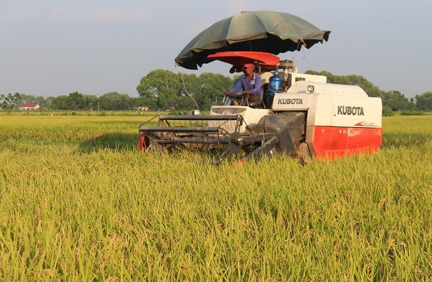 Ứng Hòa đi đầu sản xuất lúa Japonica - Ảnh 1