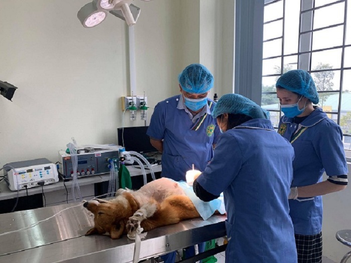 Mục sở thị Bệnh viện dành cho thú cưng lớn nhất Việt Nam - Ảnh 4