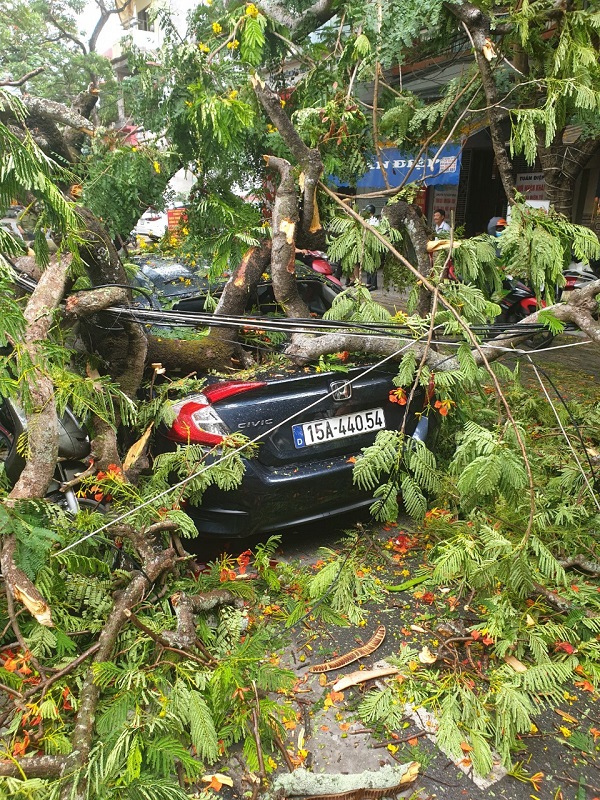 Hải Phòng: Cành cây phượng gãy đổ, đè bẹp ô tô con - Ảnh 1