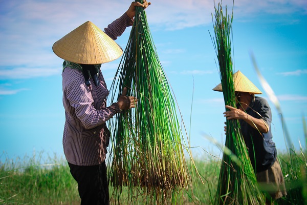 Hà Tĩnh: Người dân giữa “Ốc đảo” Hồng Lam, rộn ràng vào mùa thu hoạch cói - Ảnh 5