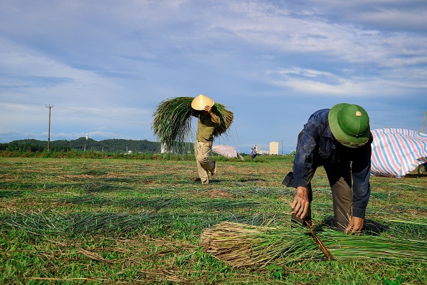 Hà Tĩnh: Người dân giữa “Ốc đảo” Hồng Lam, rộn ràng vào mùa thu hoạch cói - Ảnh 2