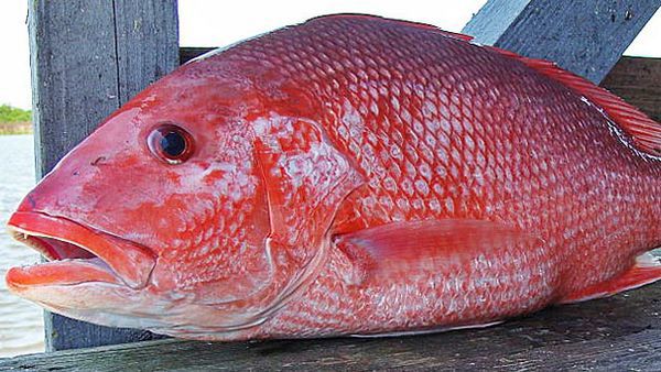 Đề phòng ngộ độc thực phẩm do ăn cá hồng - Ảnh 1