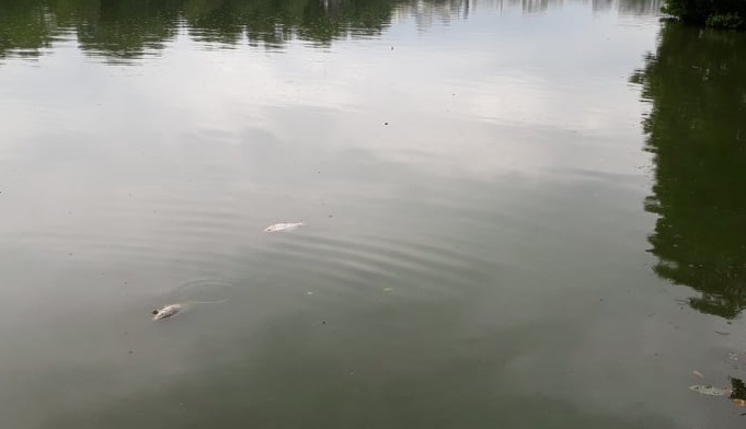 Cá chết tại Hồ Gươm do thay đổi thời tiết - Ảnh 1