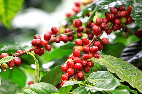 Giá cà phê hôm nay 1/8: Đồng loạt tăng 100 - 200 đồng/kg, giá tăng hơn 4% trong tháng 7/2020 - Ảnh 1