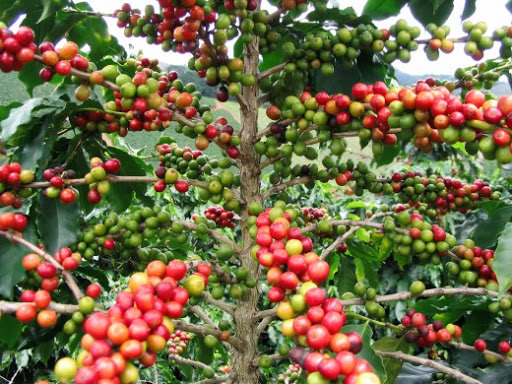 Giá cà phê hôm nay 25/8: Tiếp tục tăng 100 - 200 đồng/kg, cao nhất 33.500 đồng/kg ở Đắk Lắk - Ảnh 1