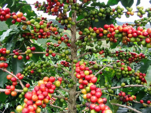 Giá cà phê hôm nay 31/7: Đồng loạt giảm, thấp nhất tại Lâm Đồng 31.900 đồng/kg - Ảnh 1