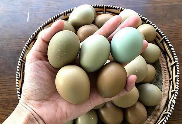 TP Hồ Chí Minh: Trứng chim trĩ giá 190.000 đồng/chục vẫn hút khách - Ảnh 2