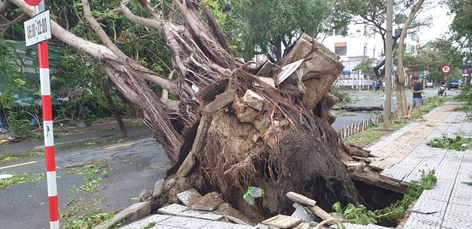 [Ảnh] Đà Nẵng: Phố phường ngổn ngang, cây đổ la liệt sau bão số 9 - Ảnh 13