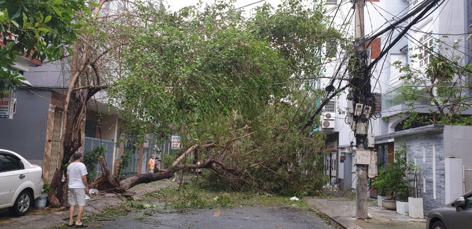 [Ảnh] Đà Nẵng: Phố phường ngổn ngang, cây đổ la liệt sau bão số 9 - Ảnh 20