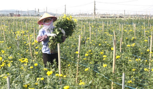 Hà Nội chuyển đổi hiệu quả gần 8.000ha đất trồng lúa - Ảnh 1