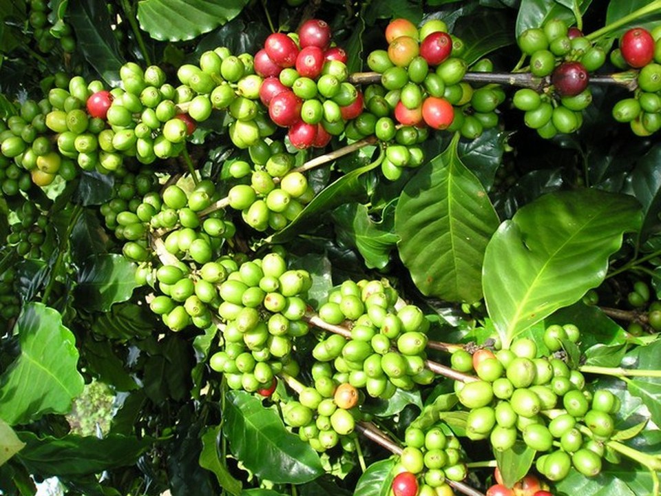 Giá cà phê hôm nay 17/8: Cao nhất ở Đắk Lắk 33.200 đồng/kg, kỳ vọng tăng mạnh nhờ giá thế giới - Ảnh 1
