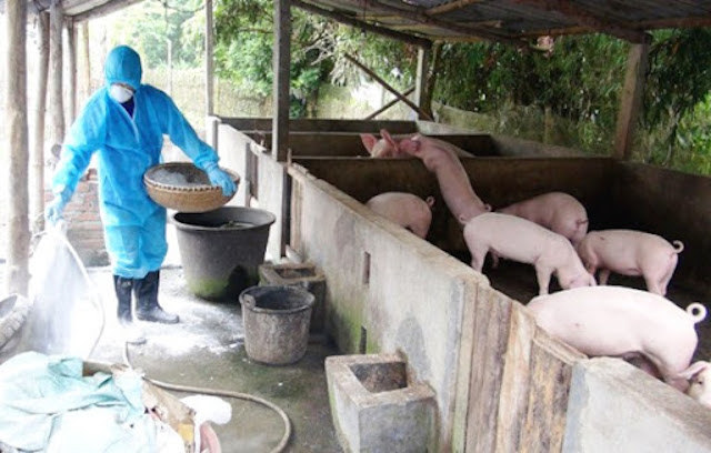 Hỗ trợ hơn 13.000 tỷ đồng phòng, chống dịch tả lợn châu Phi - Ảnh 1