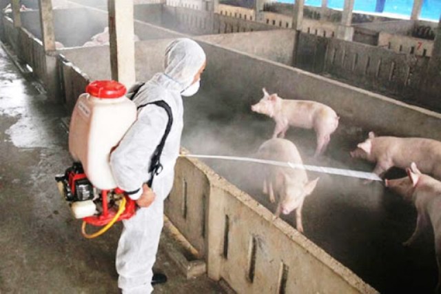 Hà Nội: Tiêu hủy hơn 4 tấn lợn bị dịch tả châu Phi tại huyện Đông Anh - Ảnh 1