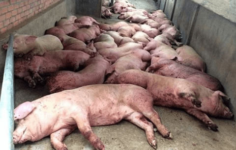 Duyệt kế hoạch quốc gia phòng, chống bệnh dịch tả lợn Châu Phi - Ảnh 1