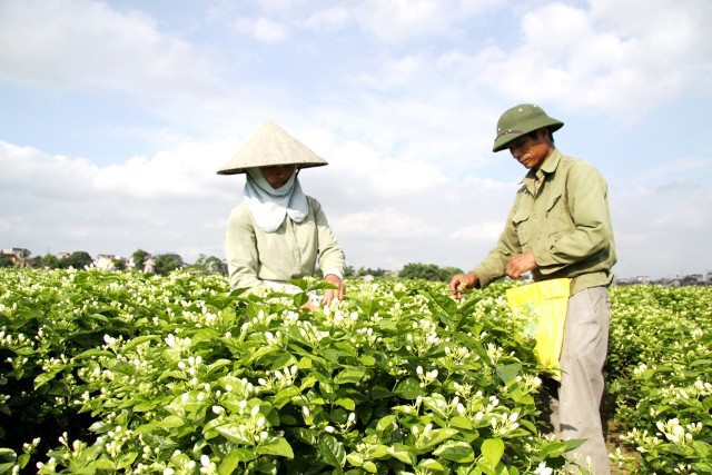 Huyện Sóc Sơn: Nâng giá trị nông nghiệp từ chuyển đổi đất trồng lúa - Ảnh 1