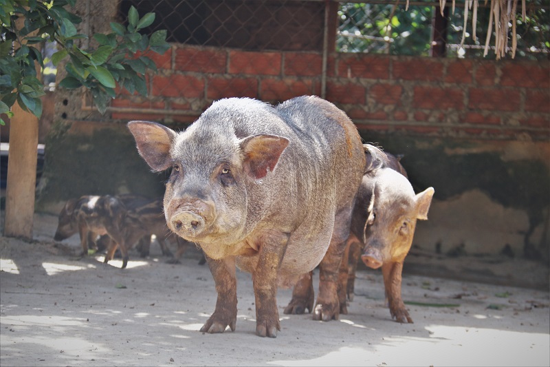 Hà Tĩnh: Đàn lợn rừng của anh nông dân lớn lên bằng “thảo dược” - Ảnh 2