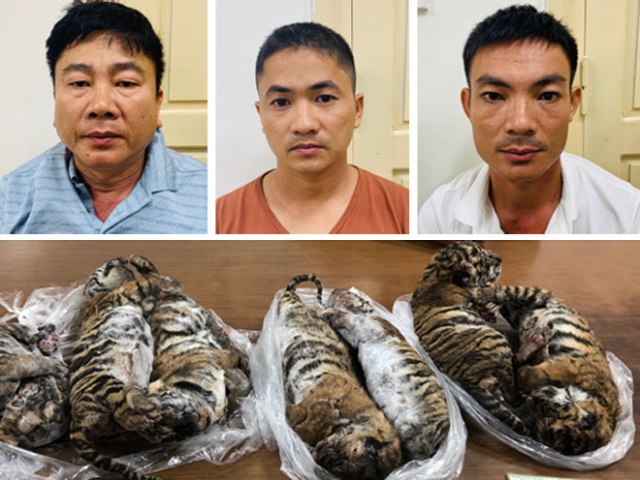 Việt Nam đạt được bước tiến lớn trong xử lý tội phạm về động vật hoang dã - Ảnh 1