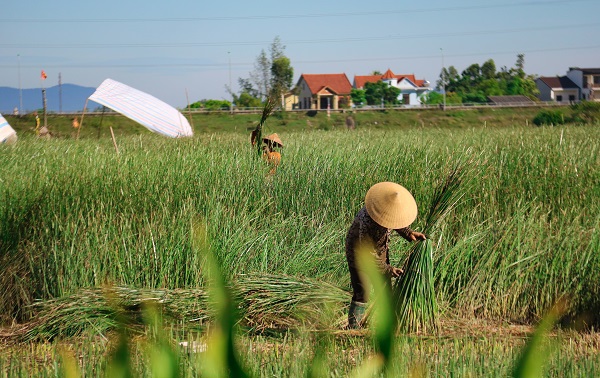 Hà Tĩnh: Người dân giữa “Ốc đảo” Hồng Lam, rộn ràng vào mùa thu hoạch cói - Ảnh 4
