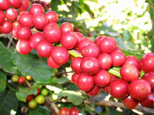 Giá cà phê hôm nay 2/8: Cao nhất hơn 32.600 đồng/kg - Ảnh 1
