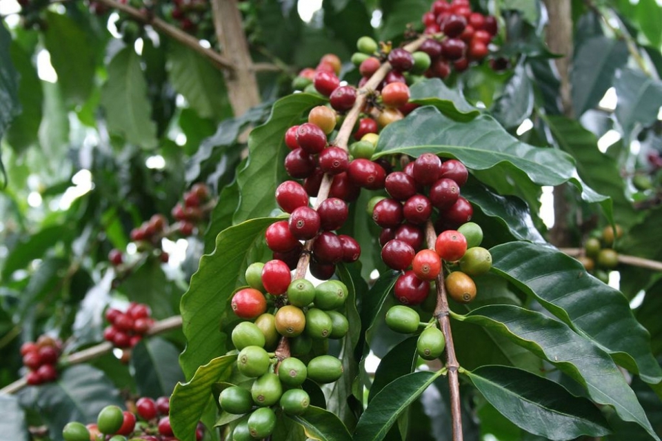 Giá cà phê hôm nay 26/8: Đồng loạt tăng 200 - 300 đồng/kg, gần chạm mốc 34.000 đồng/kg - Ảnh 1