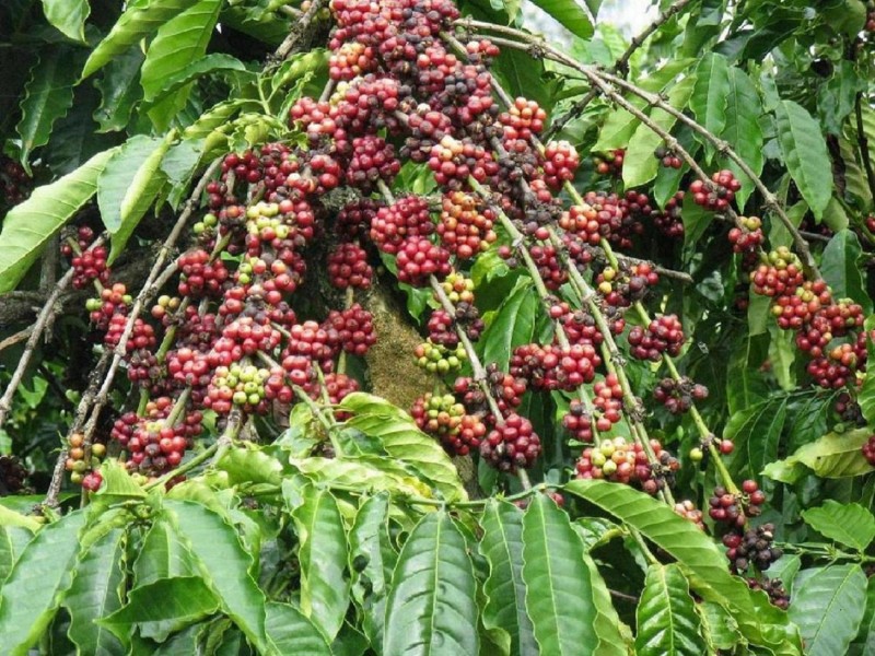 Giá cà phê hôm nay 12/9: Đồng loạt tăng 300 đồng/kg, cao nhất ở Đắk Lắk - Ảnh 1