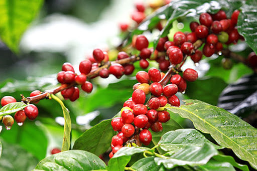 Giá cà phê hôm nay 18/9: Thị trường thế giới bất lợi, cà phê xuất khẩu Việt Nam hưởng lợi từ EVFTA - Ảnh 1