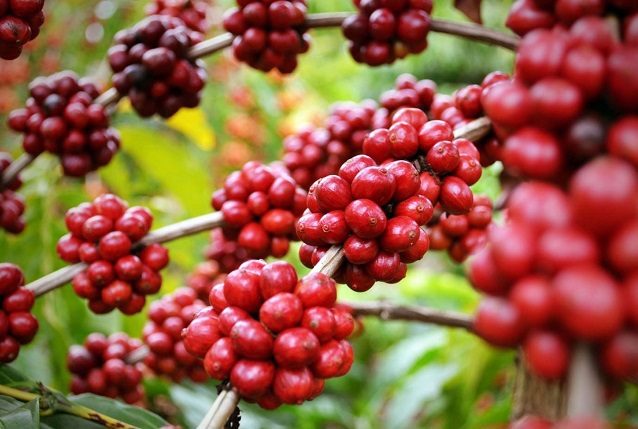 Giá cà phê hôm nay 2/9: Đồng loạt tăng mạnh, vượt qua mốc 34.000 đồng/kg - Ảnh 1