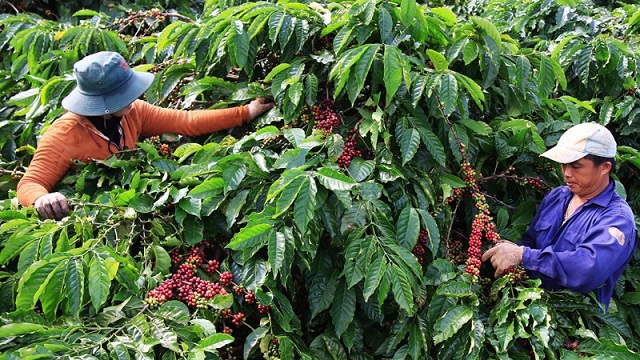 Giá cà phê hôm nay 24/10: Tiếp tục tăng, lo ngại La Nina khiến nhà đầu tư quay về đầu cơ cà phê - Ảnh 1