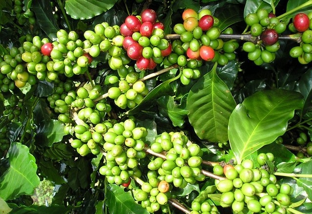 Giá cà phê hôm nay 30/9: 2 ngày mất gần 1.000 đồng/kg, cà phê Việt nguy cơ dưới mốc 31.000 đồng/kg - Ảnh 1