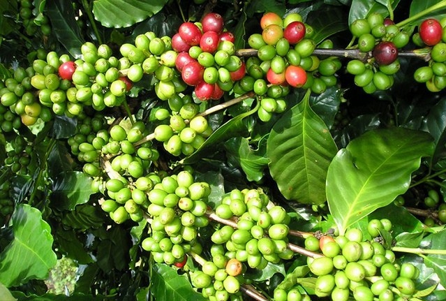 Giá cà phê hôm nay 4/9: Tiếp đà giảm nhẹ, thị trường thế giới thận trọng trước báo cáo dư cung - Ảnh 1