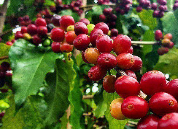 Giá cà phê hôm nay 6/10: 3 lý do giúp giá cà phê những tháng cuối năm hồi phục đà tăng - Ảnh 1