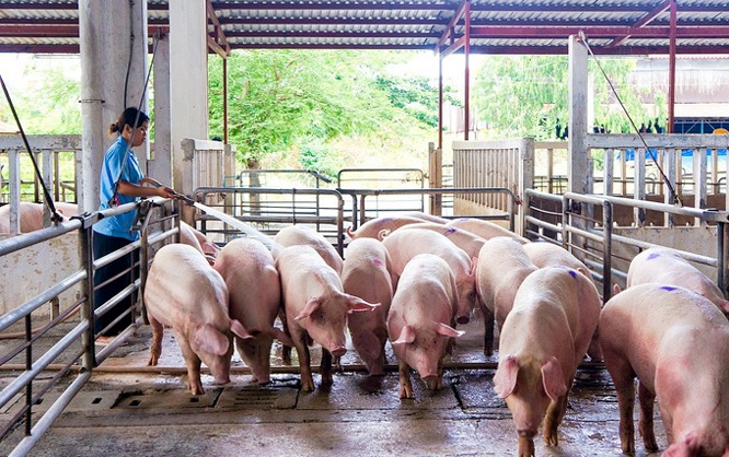Giá lợn hơi hôm nay 2/8: Tiếp tục giữ giá, lợn sống nhập từ Thái Lan có thời điểm ế - Ảnh 1