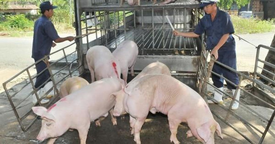 Giá lợn hơi hôm nay 7/8: Tăng nhập khẩu, giá lợn trong nước khó giảm xuống 70.000 đồng/kg? - Ảnh 1