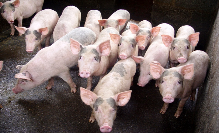Giá lợn hơi hôm nay 25/8: Đồng loạt giảm từ 1.000 - 3.000 đồng/kg - Ảnh 1