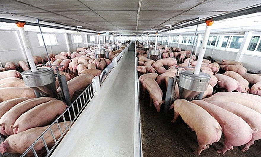Giá lợn hơi hôm nay 1/10: Có nơi giảm mạnh 5.000 đồng/kg - Ảnh 1