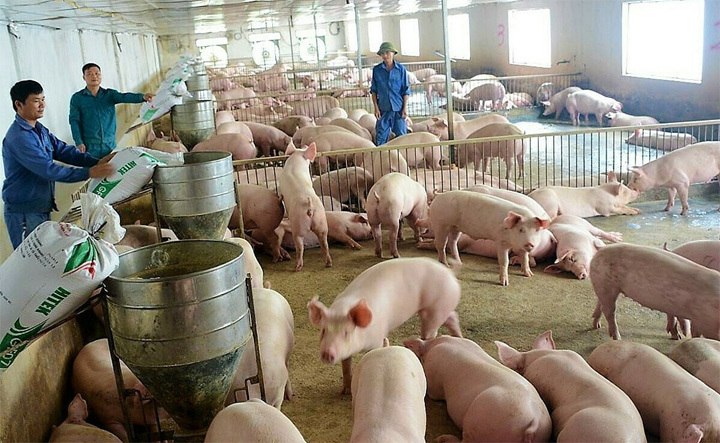 Giá lợn hơi hôm nay 1/11: Dao động trong khoảng 68.000 - 79.000 đồng/kg - Ảnh 1