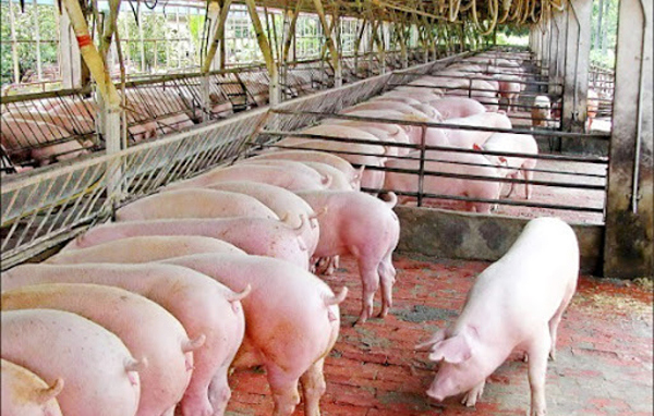Giá lợn hơi hôm nay 10/9: Cả 3 miền tiếp tục tăng 1.000 - 3.000 đồng/kg - Ảnh 1