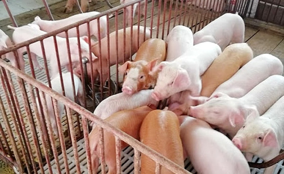 Giá lợn hơi hôm nay 11/10: Dao động trong khoảng 68.000 - 78.000 đồng/kg - Ảnh 1