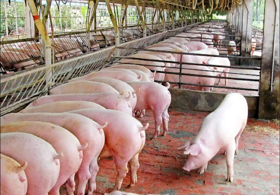 Giá lợn hơi hôm nay 11/7: Miền Trung - Nam tiếp tục tăng 1.000 - 3.000 đồng/kg - Ảnh 1