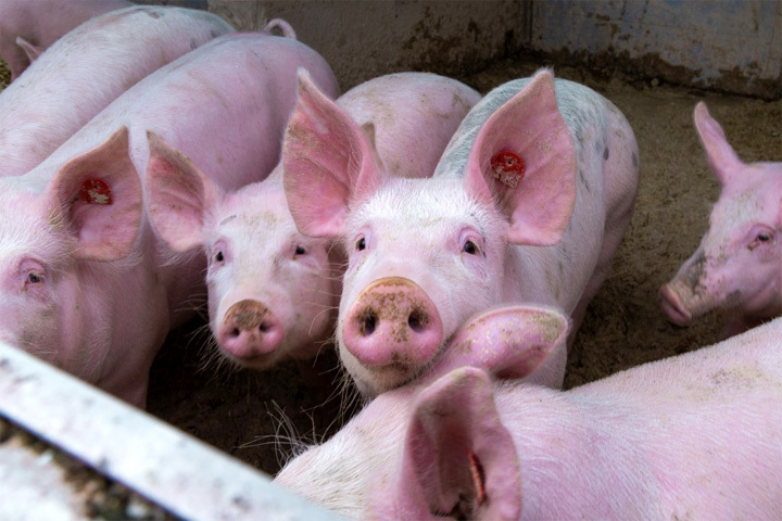 Giá lợn hơi hôm nay 11/8: Cả 3 miền tiếp tục giảm 1.000 - 4.000 đồng/kg - Ảnh 1