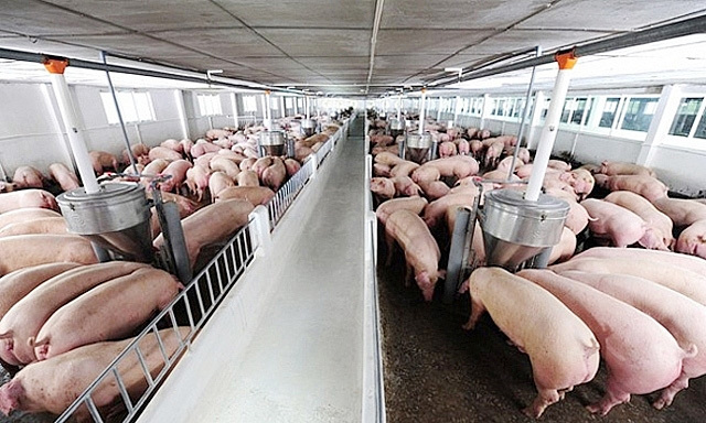 Giá lợn hơi hôm nay 12/10: Cả 3 miền tiếp tục giảm từ 1.000 - 3.000 đồng/kg - Ảnh 1