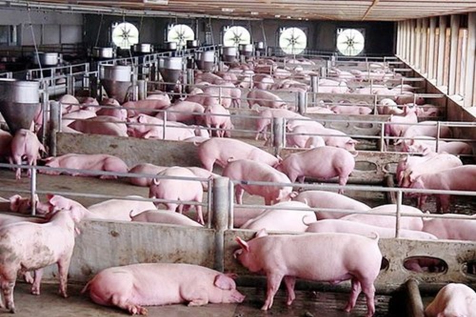 Giá lợn hơi hôm nay 12/7: Vẫn duy trì ở mức cao từ 81.000 - 93.000 đồng/kg - Ảnh 1