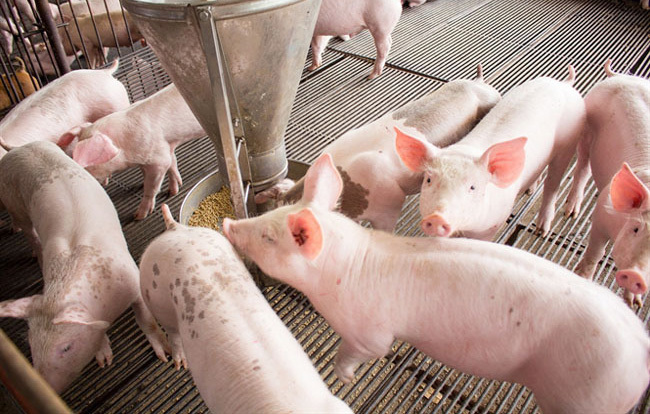 Giá lợn hơi hôm nay 13/7: Miền Bắc đi ngang, miền Nam tăng 1.000 - 2.000 đồng/kg - Ảnh 1