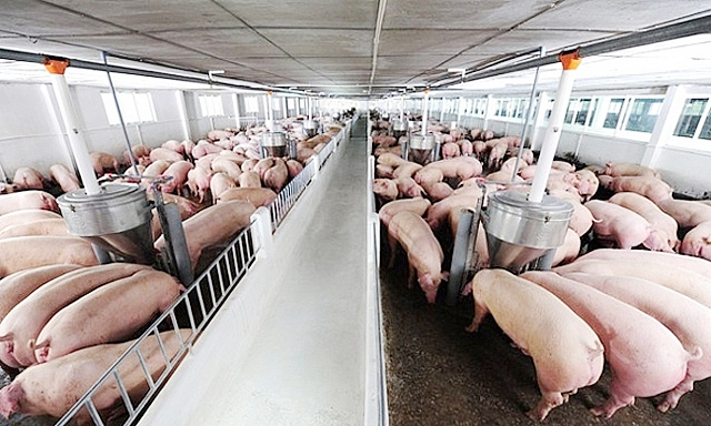 Giá lợn hơi hôm nay 13/9: Dao động từ 78.000 - 82.000 đồng/kg - Ảnh 1