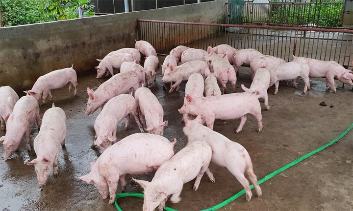 Giá lợn hơi hôm nay 14/8: Miền Bắc - Nam biến động từ 1.000 - 3.000 đồng/kg - Ảnh 1