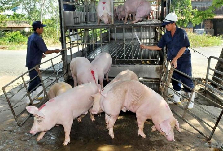 Giá lợn hơi hôm nay 16/10: Dao động trong khoảng từ 60.000 - 74.000 đồng/kg - Ảnh 1